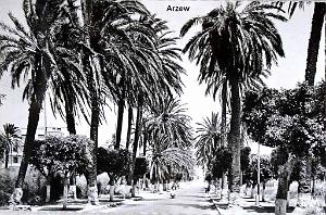 Arzew 197